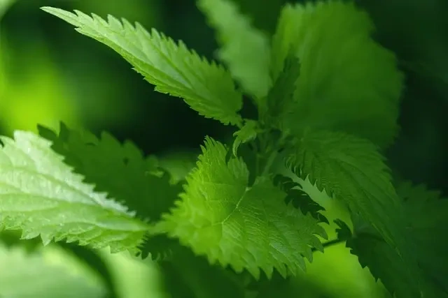 Serotonin og dens rolle i din fysiske sundhed